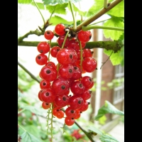 Groseille (Pas de Calais) (02)